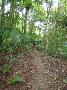 The start of the Across Island Track